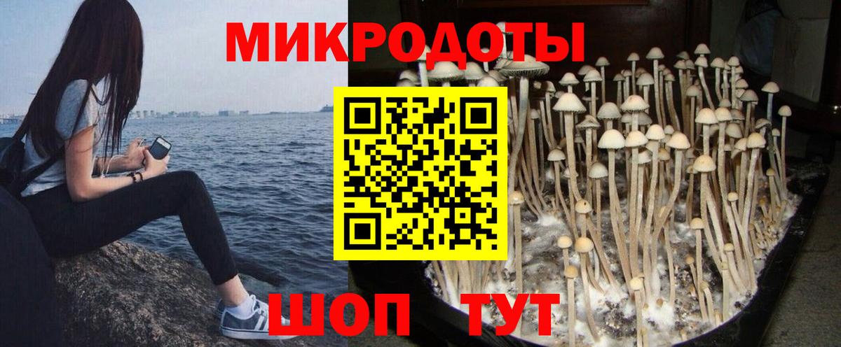 Псилоцибиновые грибы Cubensis  Вход с VPN  Приморско-Ахтарск 